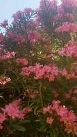 roze oleander in vol bloeien video