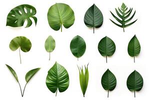 Natural of Tropical green leaves of leaf isolated on white background, varies different of plant botanical, with Generative Ai. photo