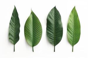 Natural of Tropical green leaves of leaf isolated on white background, varies different of plant botanical, with Generative Ai. photo