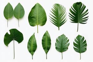 Natural of Tropical green leaves of leaf isolated on white background, varies different of plant botanical, with Generative Ai. photo