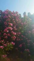 A sight of a blooming oleander like never before video