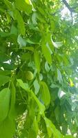 nueces moverse con el árbol en el viento video