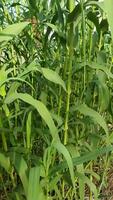 Giant Reeds of Beauty of Nature video