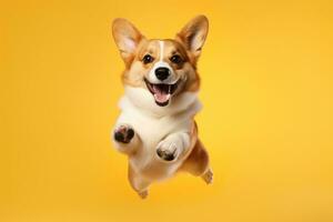 cute dog on yellow background, AI Generated photo