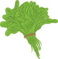 Organic Spinach Element vector