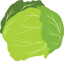 Organic Cabbage Element vector