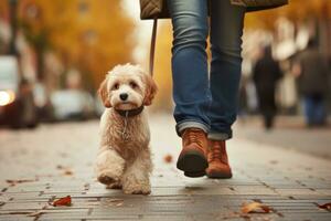 dog walking with unrecognizable owner in city street crosswalk, AI Generated photo