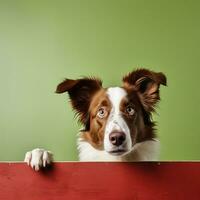 Portrait of a cute border collie puppy looking around the corner of an lime green empty board, AI Generated photo