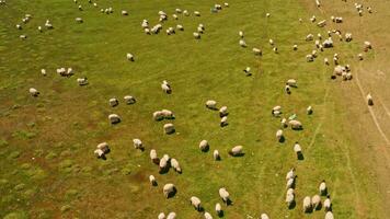 Bayinbuluku grasland en schapen in een prima dag. video
