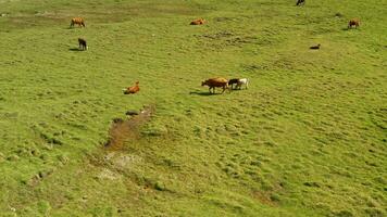 Cattle on the plains of Bayanbulak. video
