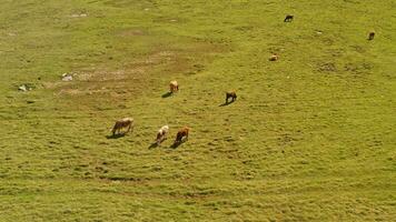 vacas en el llanuras de bayanbulak. video