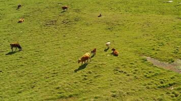 vacas en el llanuras de bayanbulak. video