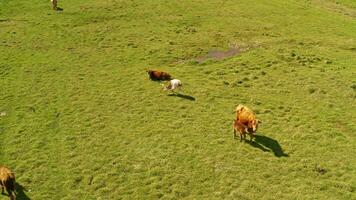 vacas en el llanuras de bayanbulak. video