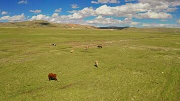 vacas en el llanuras de bayanbulak. video