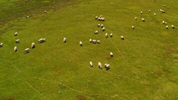 Bayinbuluku grasland en schapen in een prima dag. video