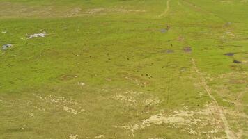 vacas en el llanuras de bayanbulak. video