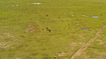 Cattle on the plains of Bayanbulak. video