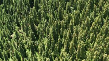 montagne e alberi nel un' bene giorno. video