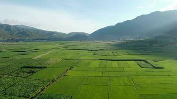 bouwland en velden in Yunnan, China. video