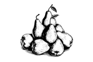 Pile of pears. Ink sketch isolated on white background. Hand drawn vector illustration. photo