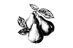Set of pears. Ink sketch isolated on white background. Hand drawn vector illustration. photo