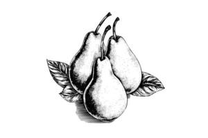 Set of pears. Ink sketch isolated on white background. Hand drawn vector illustration. photo