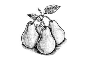 Set of pears. Ink sketch isolated on white background. Hand drawn vector illustration. photo