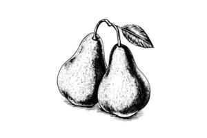 Set of pears. Ink sketch isolated on white background. Hand drawn vector illustration. photo