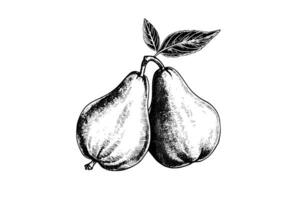 Set of pears. Ink sketch isolated on white background. Hand drawn vector illustration. photo