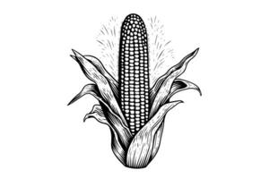 Corn hand drawing sketch vintage engraving vector illustration. photo