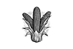 Corn hand drawing sketch vintage engraving vector illustration. photo