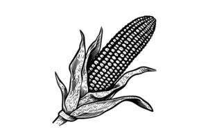 Corn hand drawing sketch vintage engraving vector illustration. photo