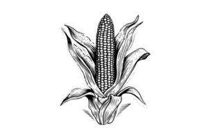 Corn hand drawing sketch vintage engraving vector illustration. photo