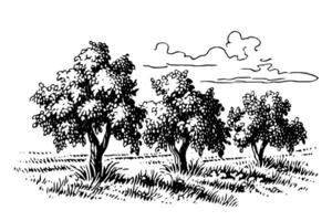 Rural landscape with trees in the field . Vintage hand drawn sketch vector illustration. photo