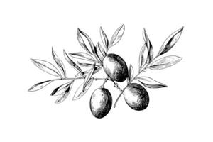 Olive brunch in engraving style element for poster, collage, banner. Vector illustration. photo