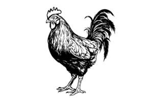 Chicken or hen drawn in vintage engraving  style vector illustration photo