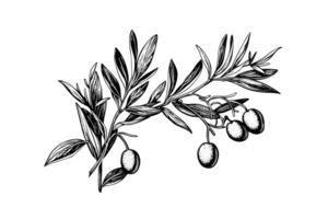 Olive brunch in engraving style element for poster, collage, banner. Vector illustration. photo