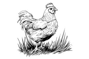 Chicken or hen on grass drawn in vintage engraving  style vector illustration photo