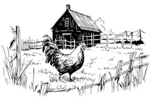 Chickens in farm  sketch. Rural landscape in vintage engraving style vector illustration. photo