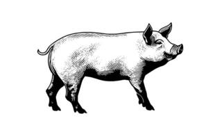 Vector illustration of pig in engraving style, hand drawing sketch. photo