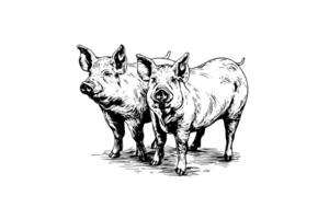 Vector illustration of pig in engraving style, hand drawing sketch. photo