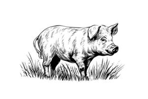 Hand drawn engraved vector picture of village landscape with pigs eat grass in the pasture. photo