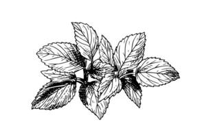 Peppermint sketch. Mint leaves branches and flowers engraving style vector illustration photo