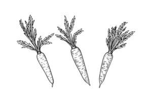 Carrot with tops. Engraving sketch hand drawn vector illustration. photo