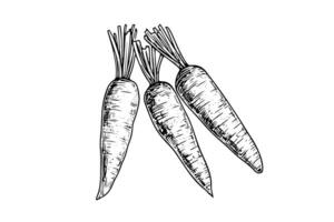 Carrot with tops. Engraving sketch hand drawn vector illustration. photo