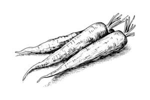 Carrot with tops. Engraving sketch hand drawn vector illustration. photo