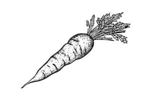Carrot with tops. Engraving sketch hand drawn vector illustration. photo