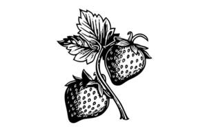 Strawberry in engraving style. Design element for poster, card, banner, sign. Vector illustration photo