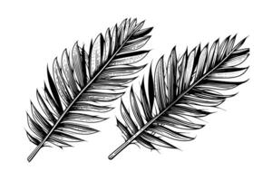 Exotic tropical leaf hand drawn vector. Botanical leaves engraved ink art. photo