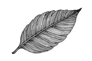 Exotic tropical leaf hand drawn vector. Botanical leaves engraved ink art. photo